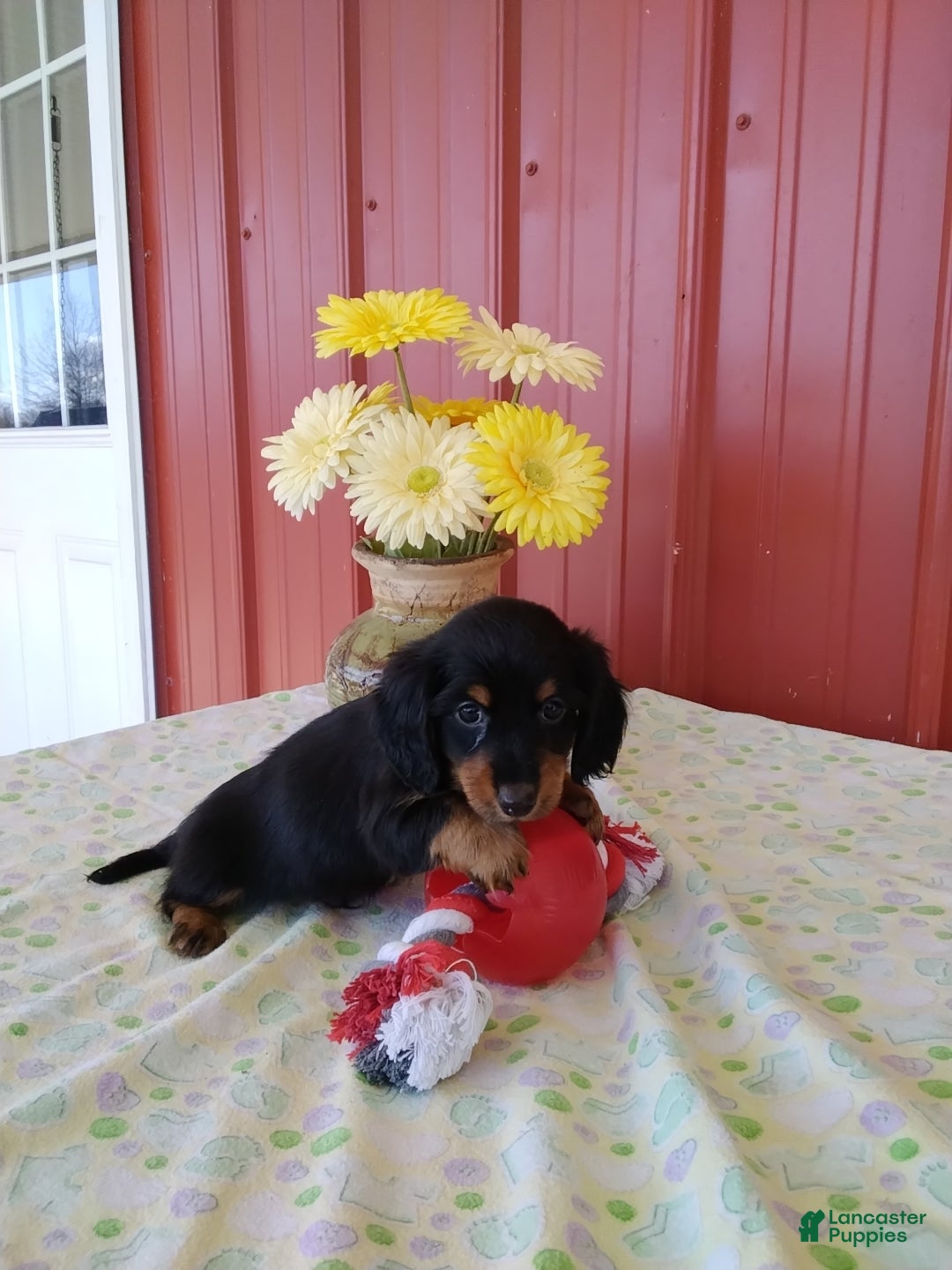 Miniature Dachshund dogs Felix - Ad 10