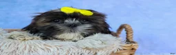 Shih Tzu dogs for sale: RUBBLE - Ad 9