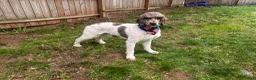 Standard Poodle dogs for stud: Goose~Brown & White Standard Parti Poodle - Ad 7