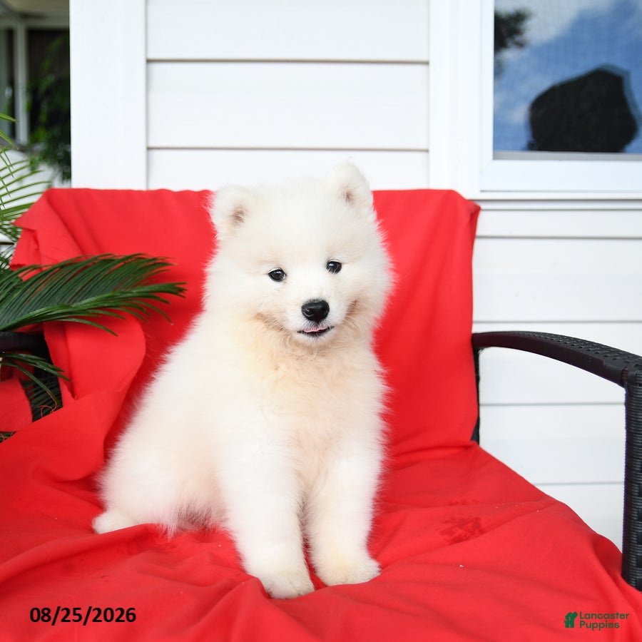 Samoyed dogs Laura - Ad 2