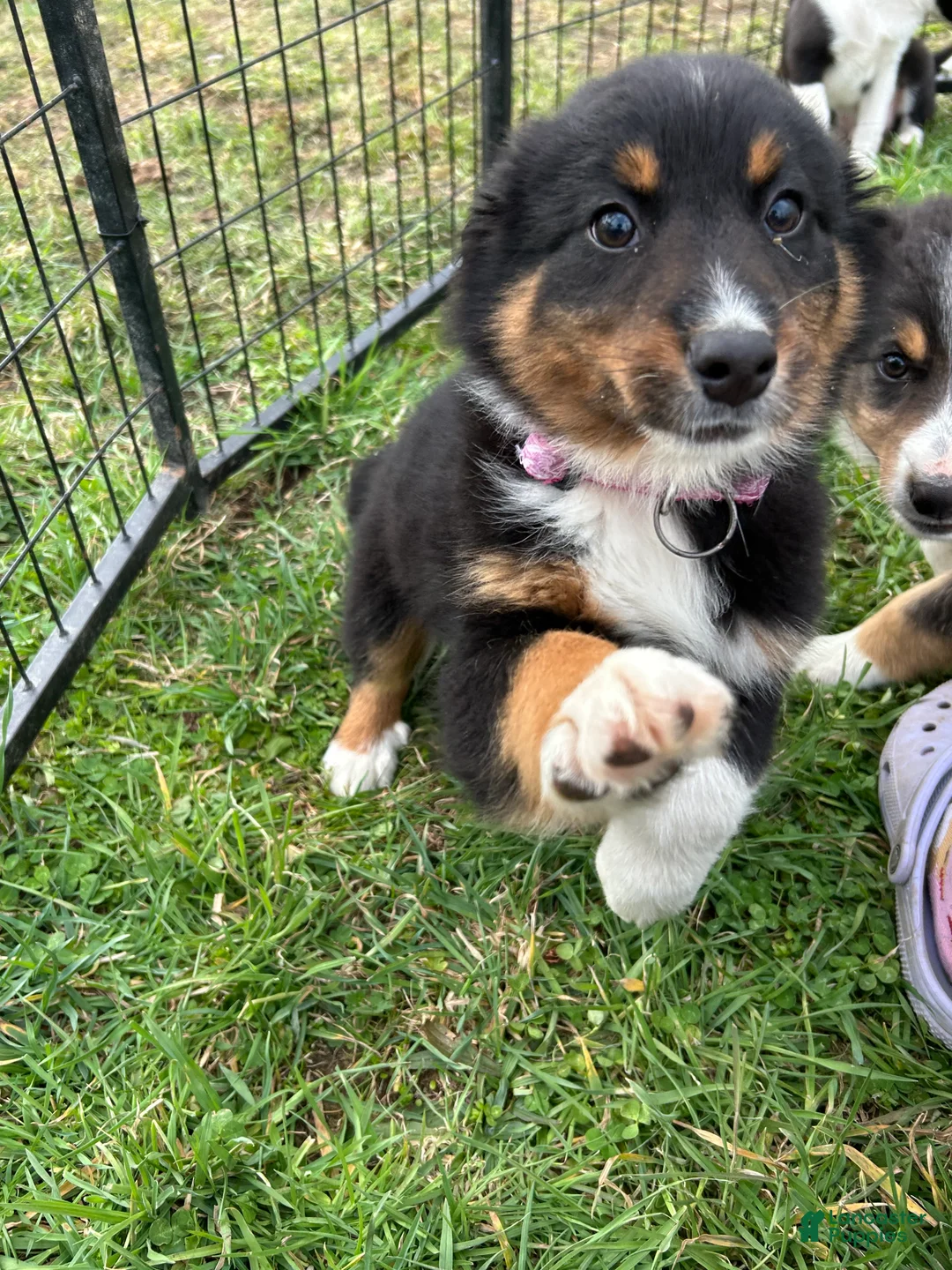 Australian Shepherd dogs for sale: Spice - Ad 2