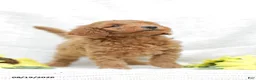 Mini Goldendoodle dogs for sale: Levi - Ad 12