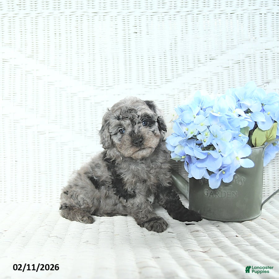 Mini Aussiedoodle dogs Max - Ad 2