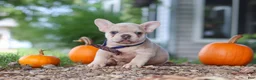 French Bulldog dogs for sale: Emmett  - Ad 5