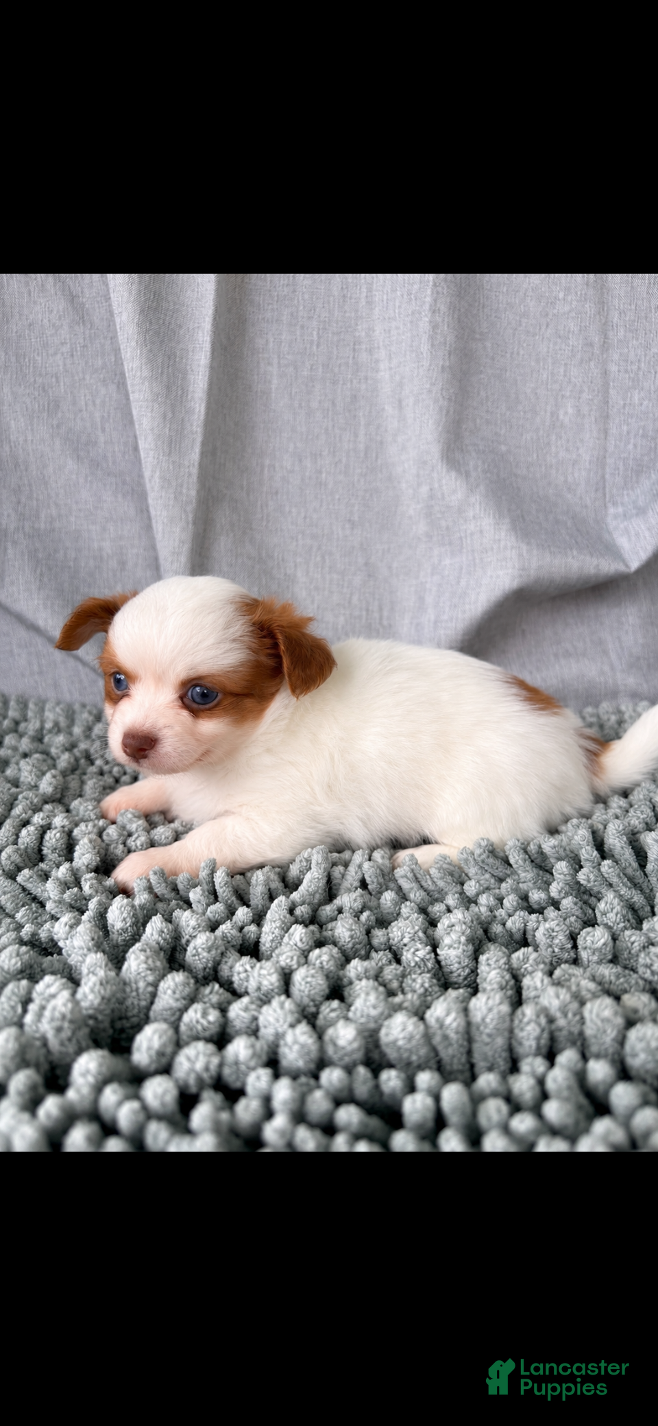 Chihuahua dogs Chocolate and white female  - Ad 1