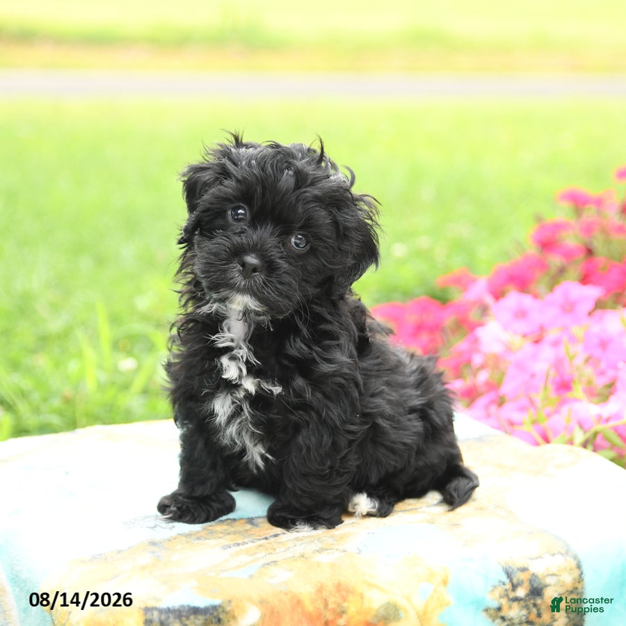 Shihpoo dogs Jupiter - Ad 2
