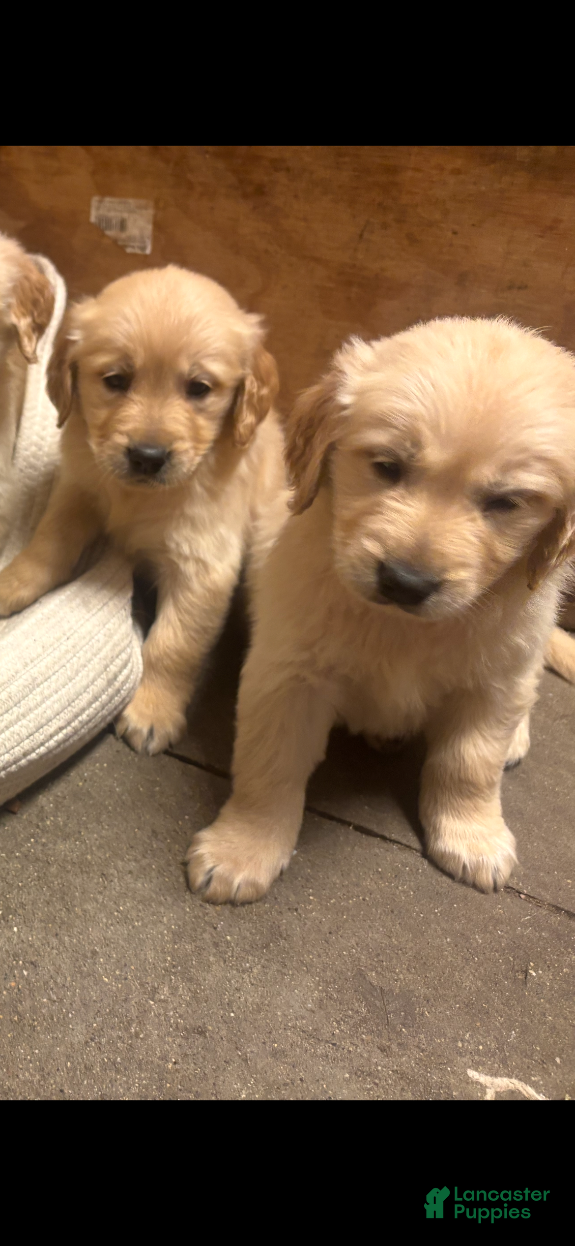 Golden Retriever dogs for sale: Golden Retriever 7 - Ad 6