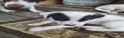 Jack Russell Terrier dogs for sale: Jack Russell Terrier 1 - Ad 3