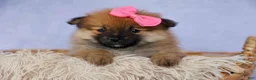 Pomeranian dogs for sale: Freya  - Ad 5