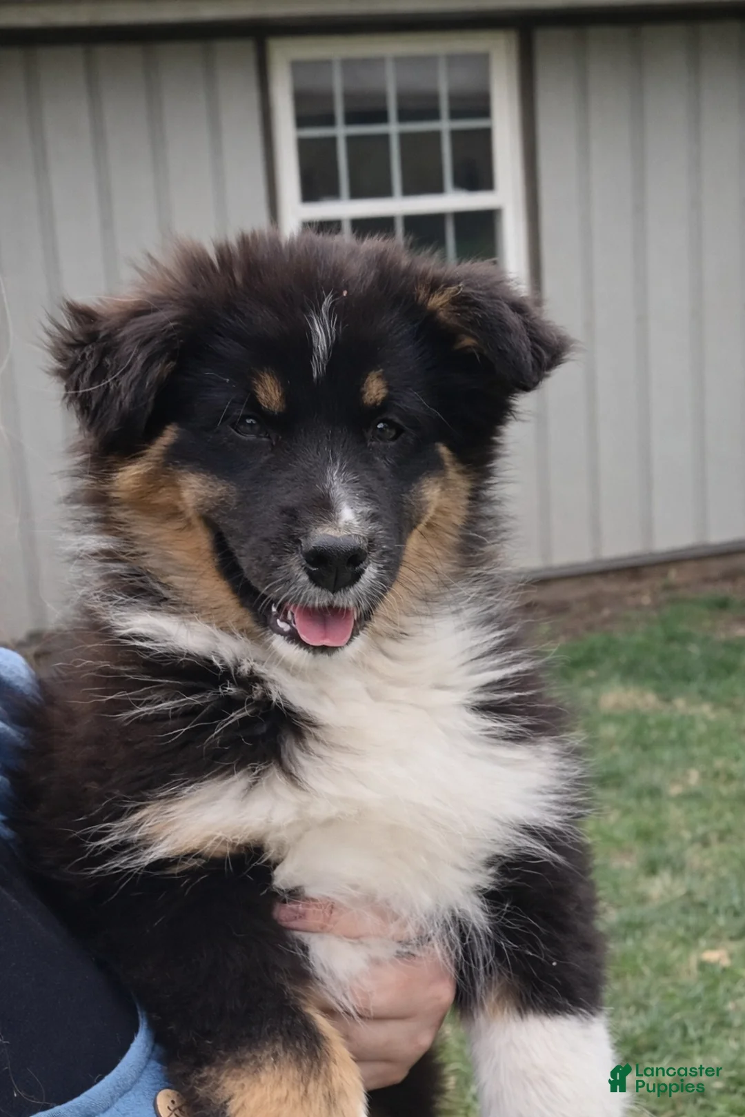Australian Shepherd dogs for sale: Darcy - Ad 1