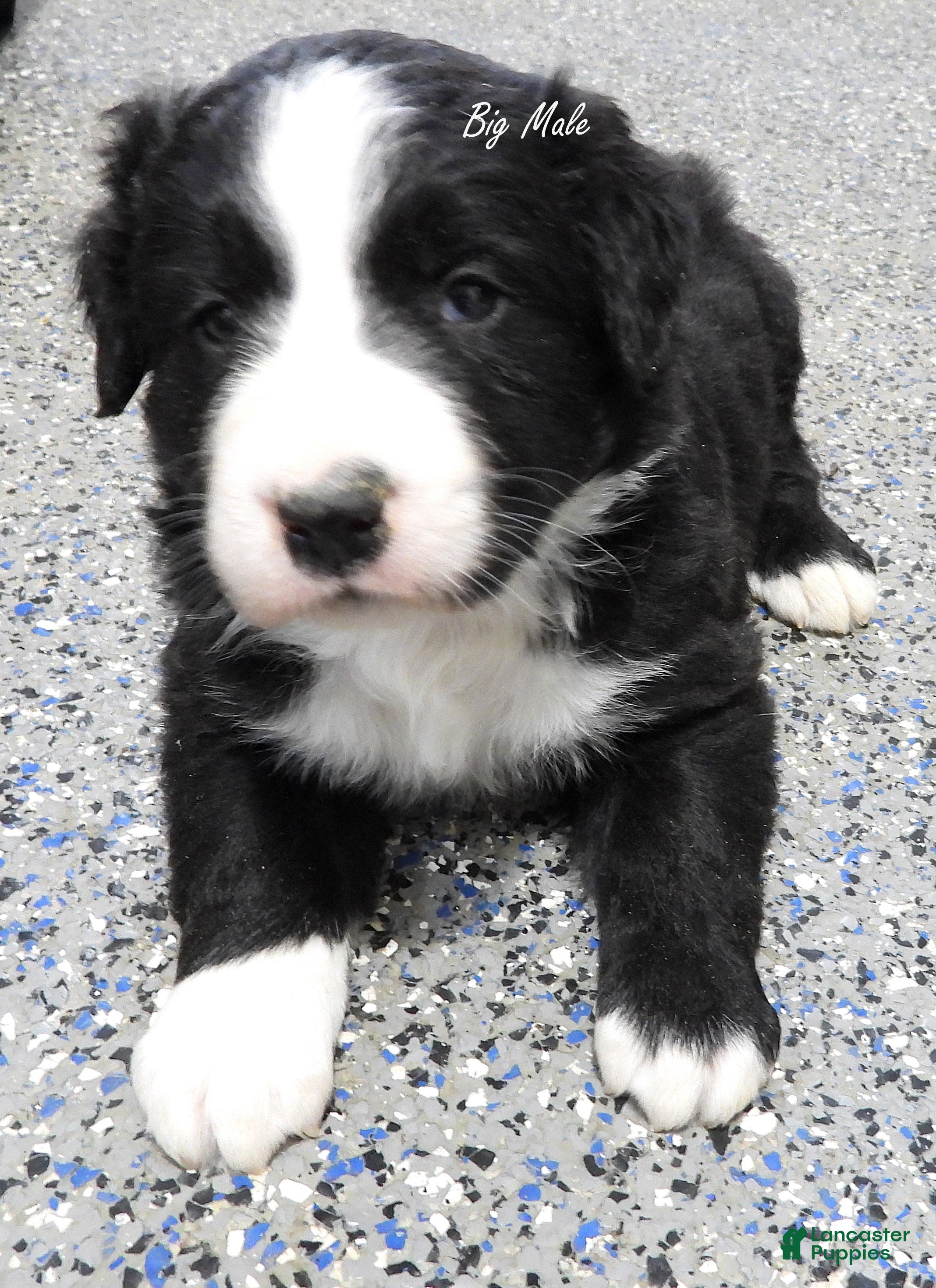 Border Collie Puppies for sale in Columbus, Ohio Lancaster Puppies