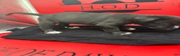 Cane Corso dogs for sale: Polka - Ad 2