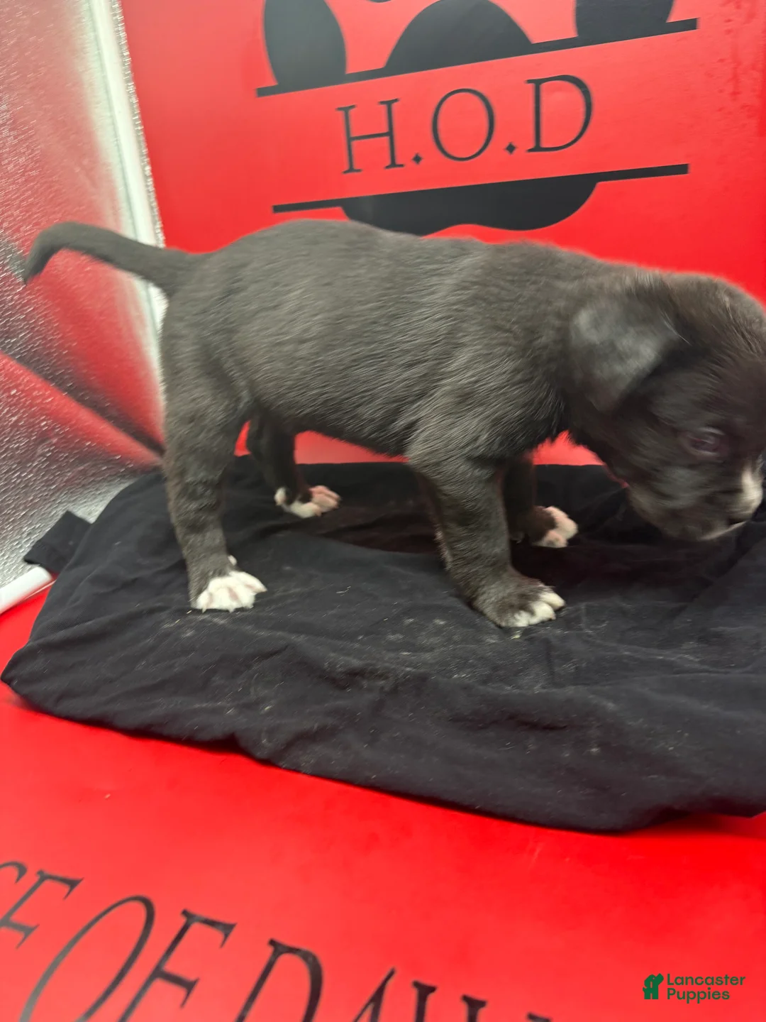 Cane Corso dogs for sale: Polka - Ad 2
