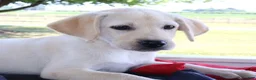 Labrador Retriever dogs for sale: Heidi  - Ad 4