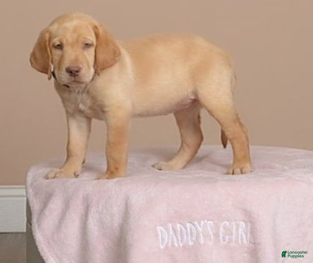 Labrador Retriever dogs for sale: Labrador Retriever Puppy 5 - Ad 17
