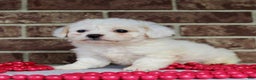 Miniature Poodle dogs for sale: Sparky - Ad 5