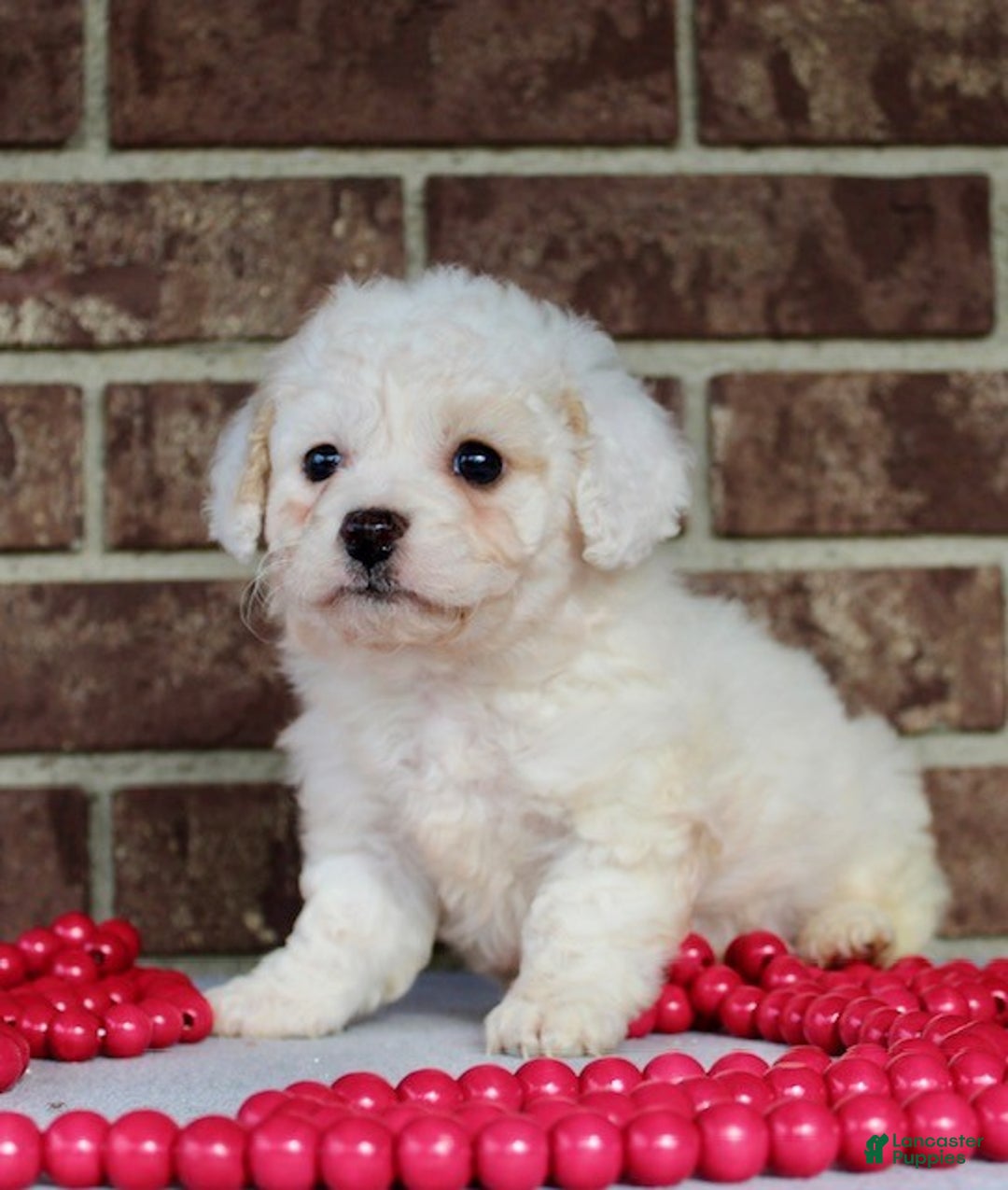 Miniature Poodle dogs for sale: Sparky - Ad 5