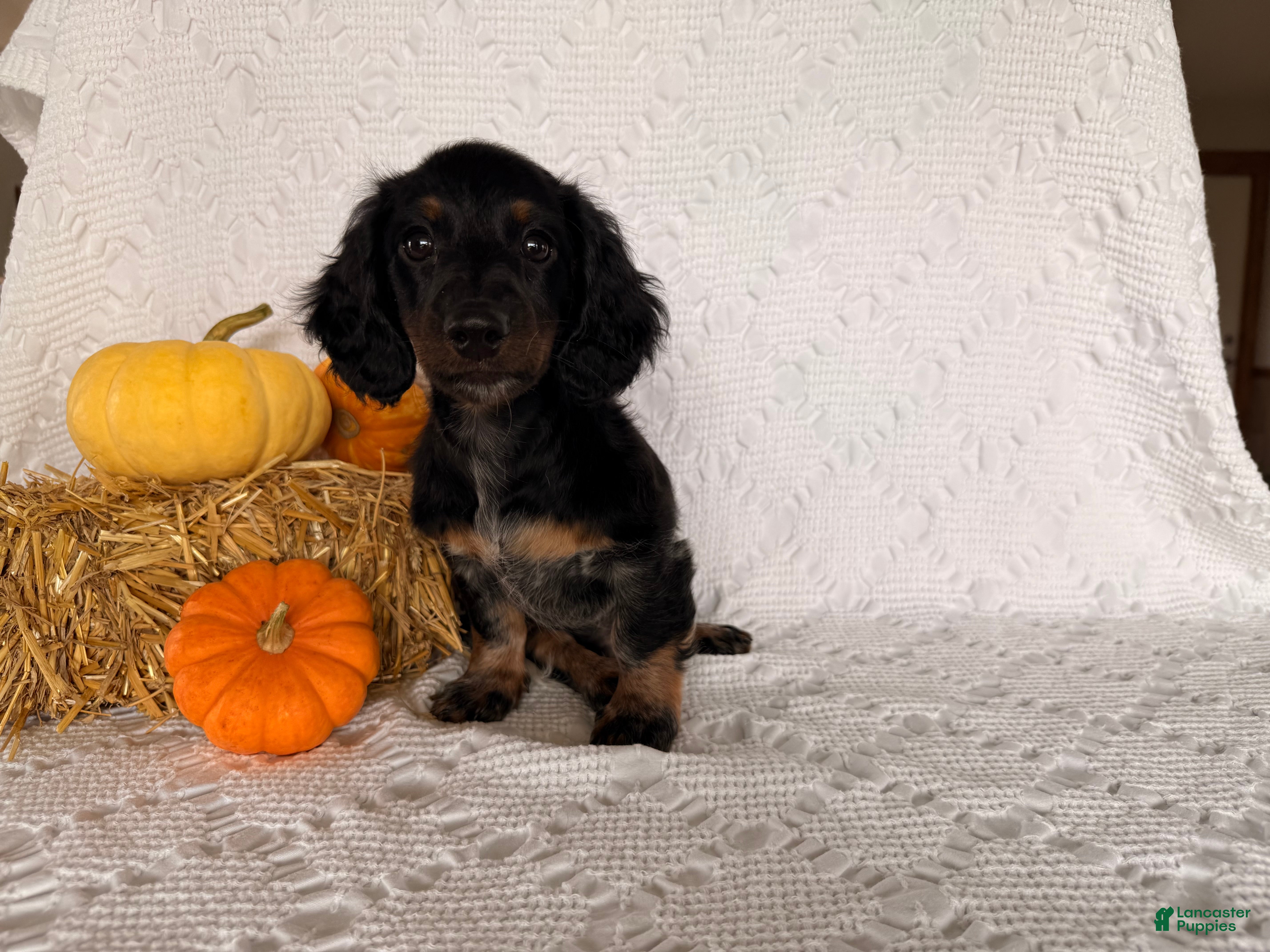 Miniature Dachshund dogs Matson - Ad 1