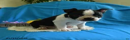 Boston Terrier dogs for sale: Viola - Ad 3