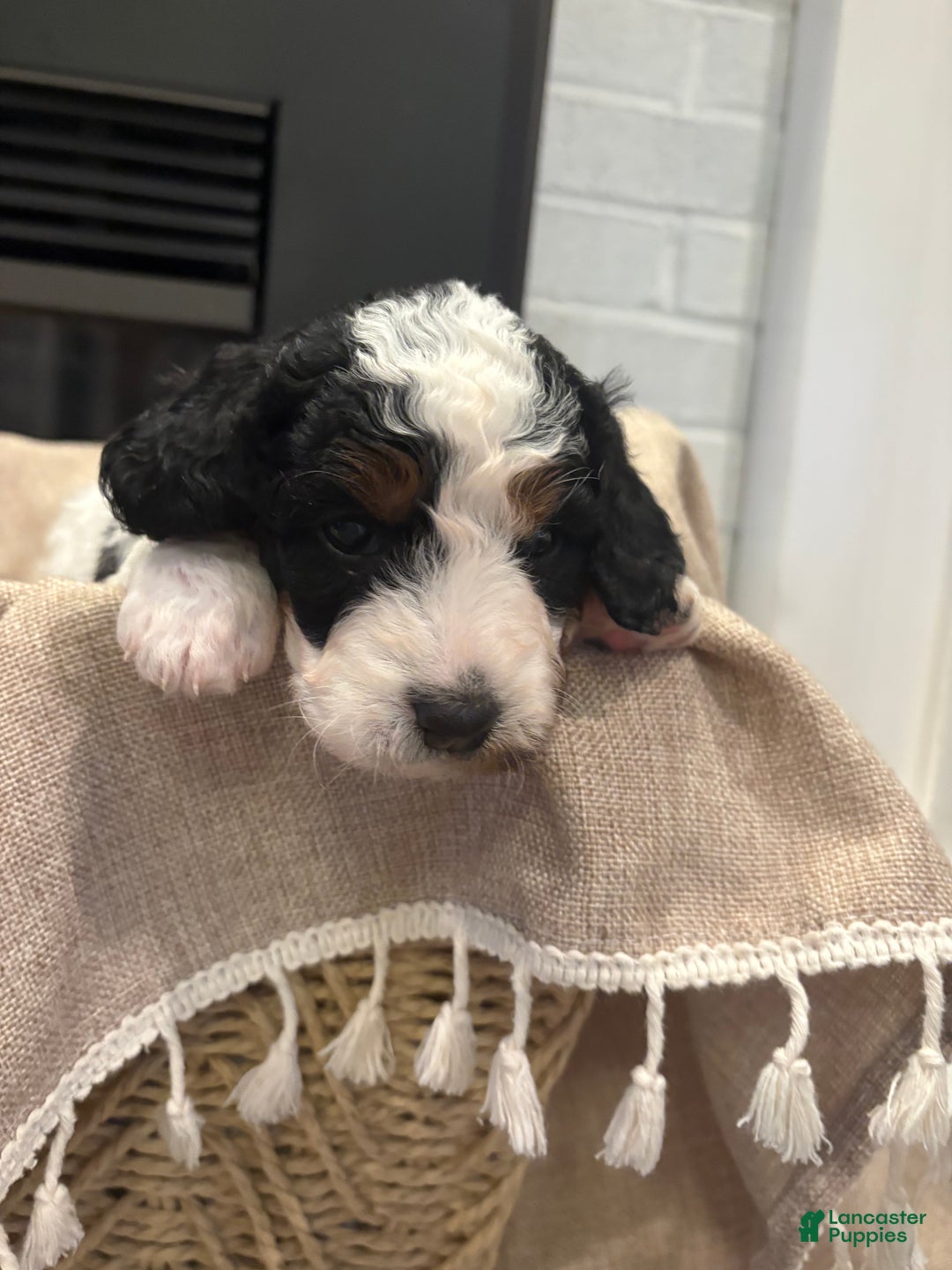 Mini Bernedoodle dogs for sale: Ivy - Ad 6