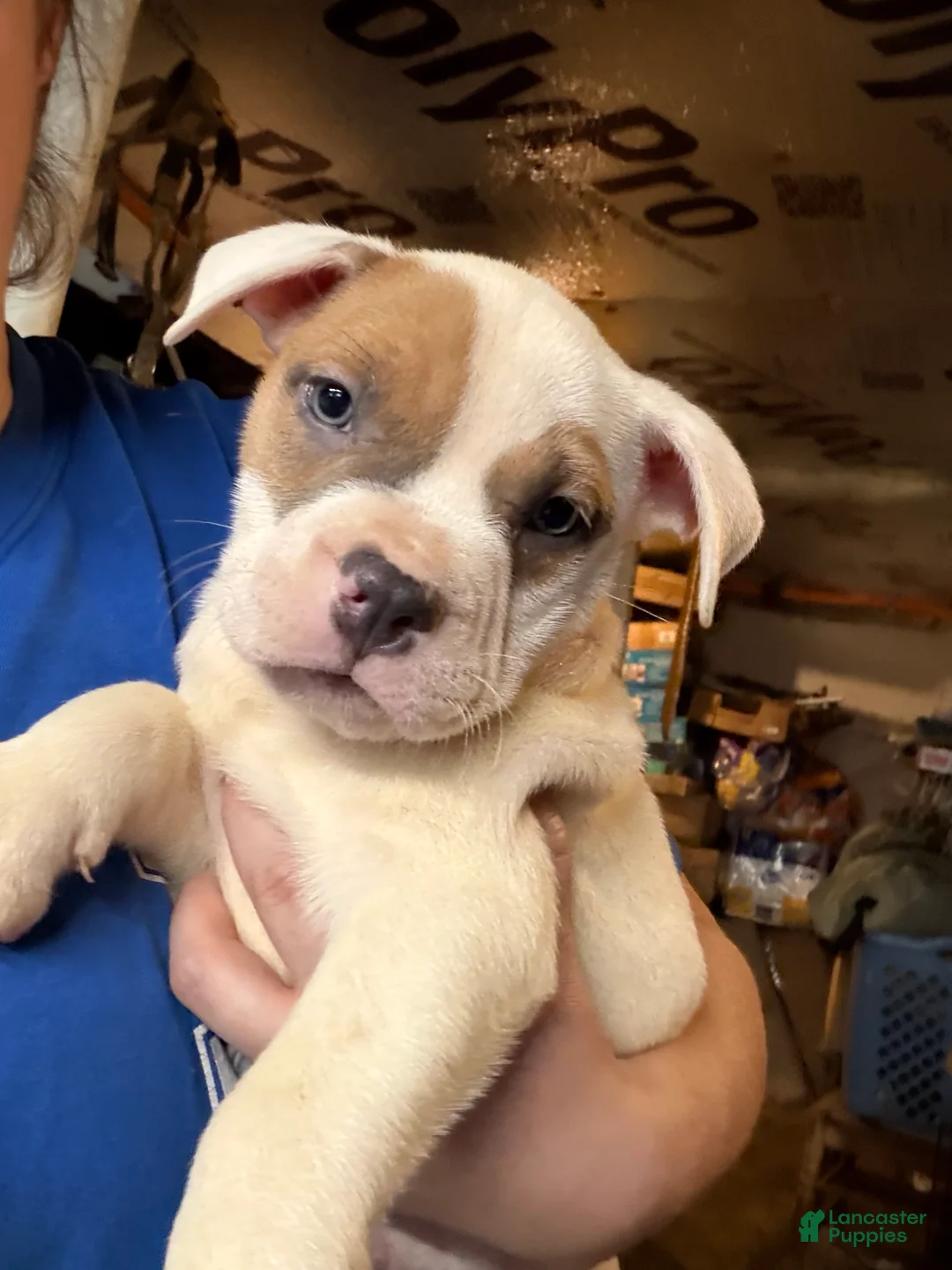 American Bully dogs for sale: American Bully 7 - Ad 1