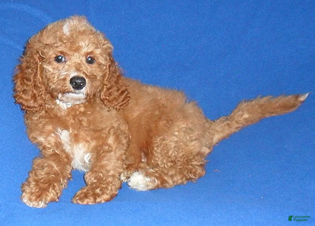 Cockapoo dogs for sale: Cooper - Ad 10