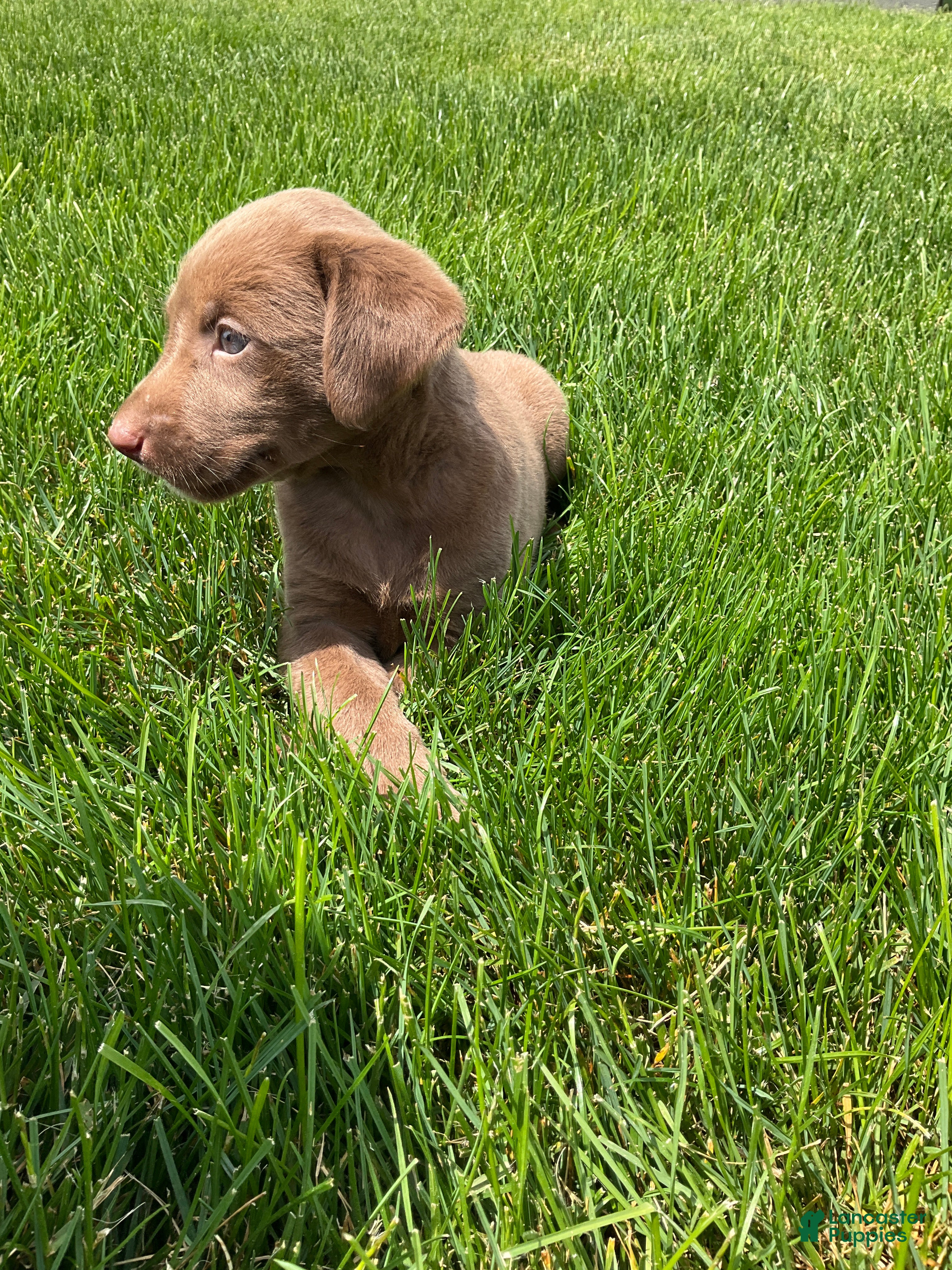 Labrador Retriever dogs for sale: Lindy - Ad 2