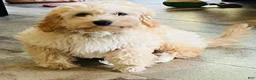 Cavapoo dogs for sale: Sunshine - Ad 3