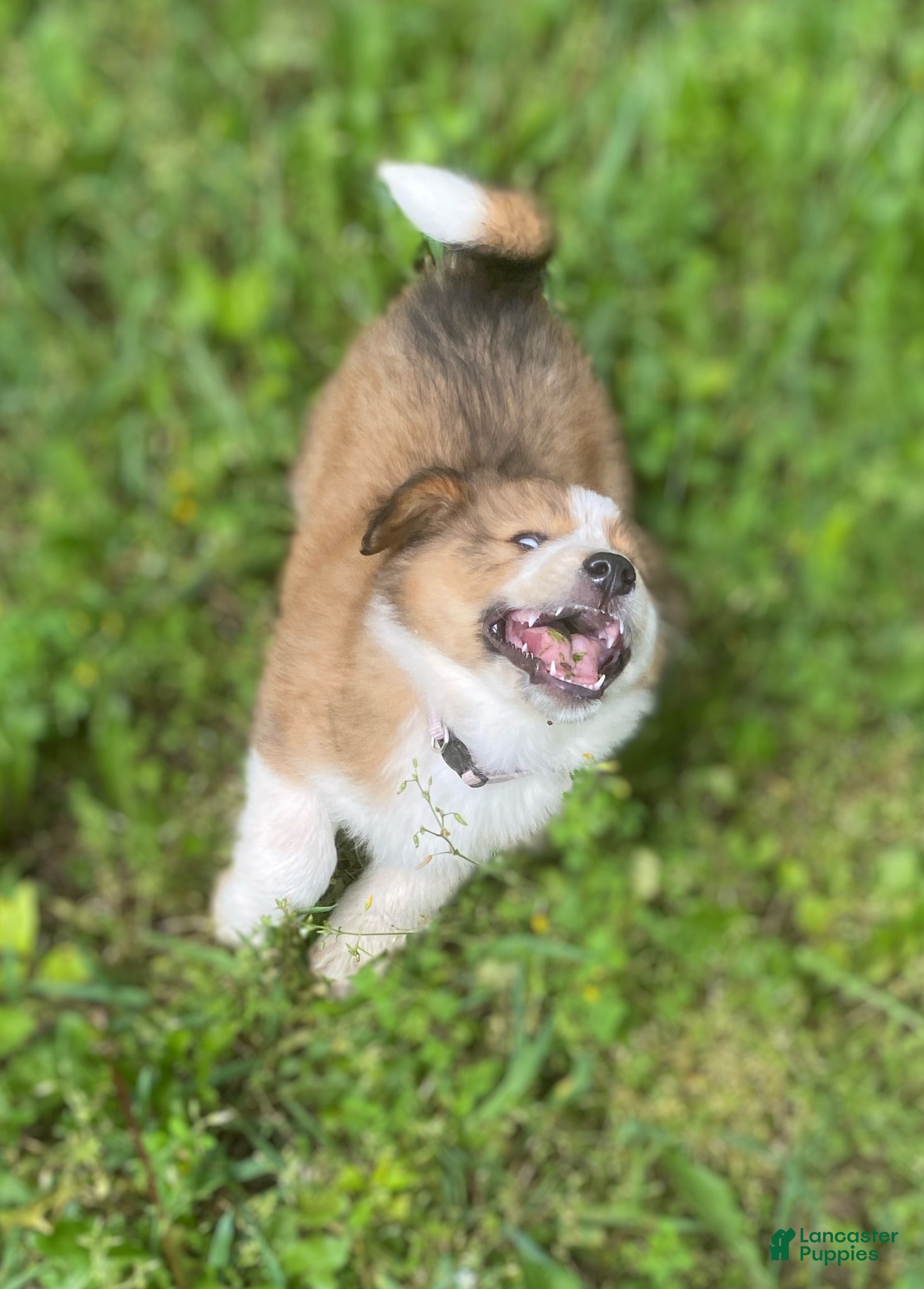 Mixed Breed dogs for sale: ♥️HAPPY GIRL HEIDI♥️ - Ad 14
