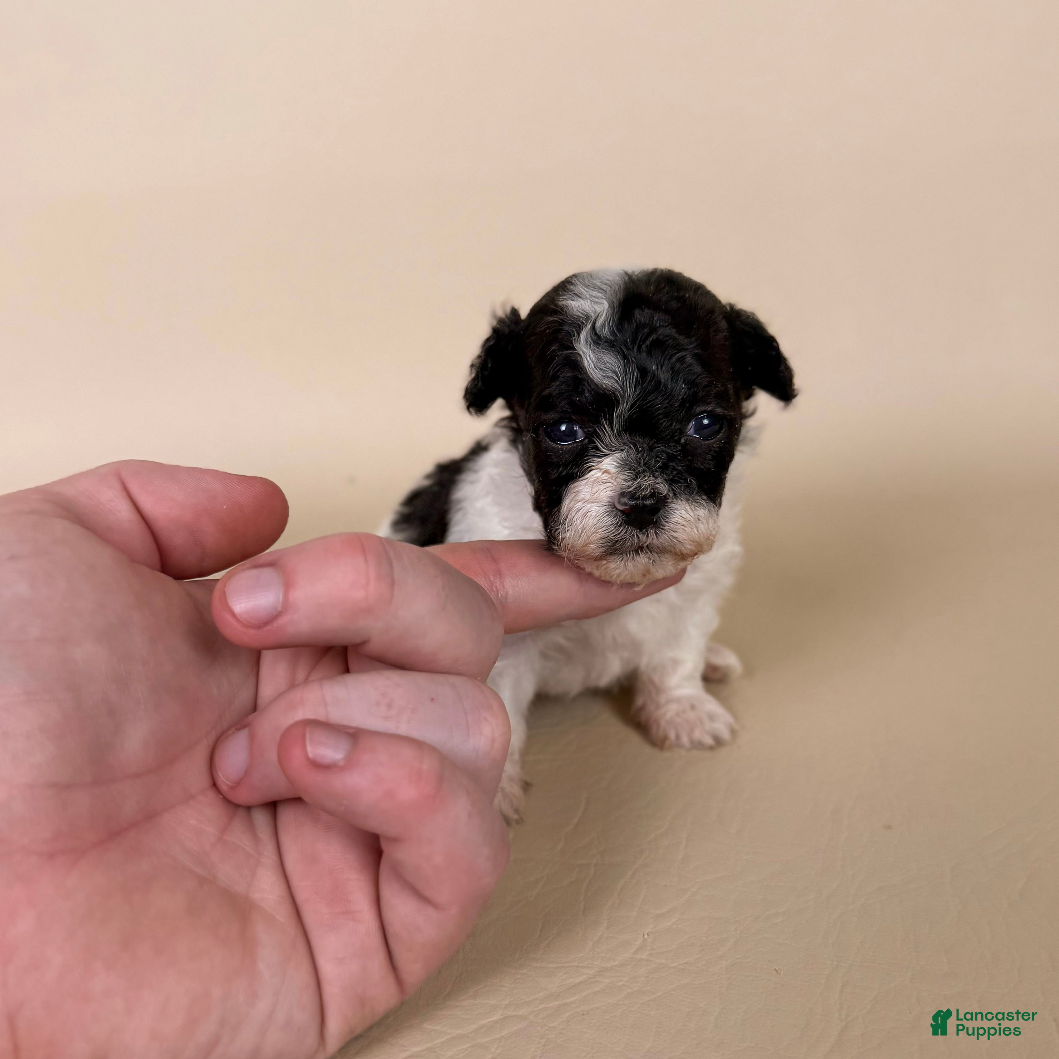 Maltipoo dogs Millie  - Ad 1
