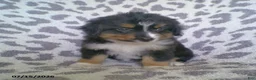Miniature Australian Shepherd dogs for sale: Princess - Ad 3