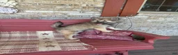 Pomsky dogs for sale: Ranger - Ad 3