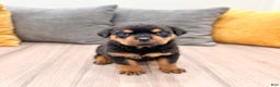 Rottweiler dogs for sale: Bear - Ad 6