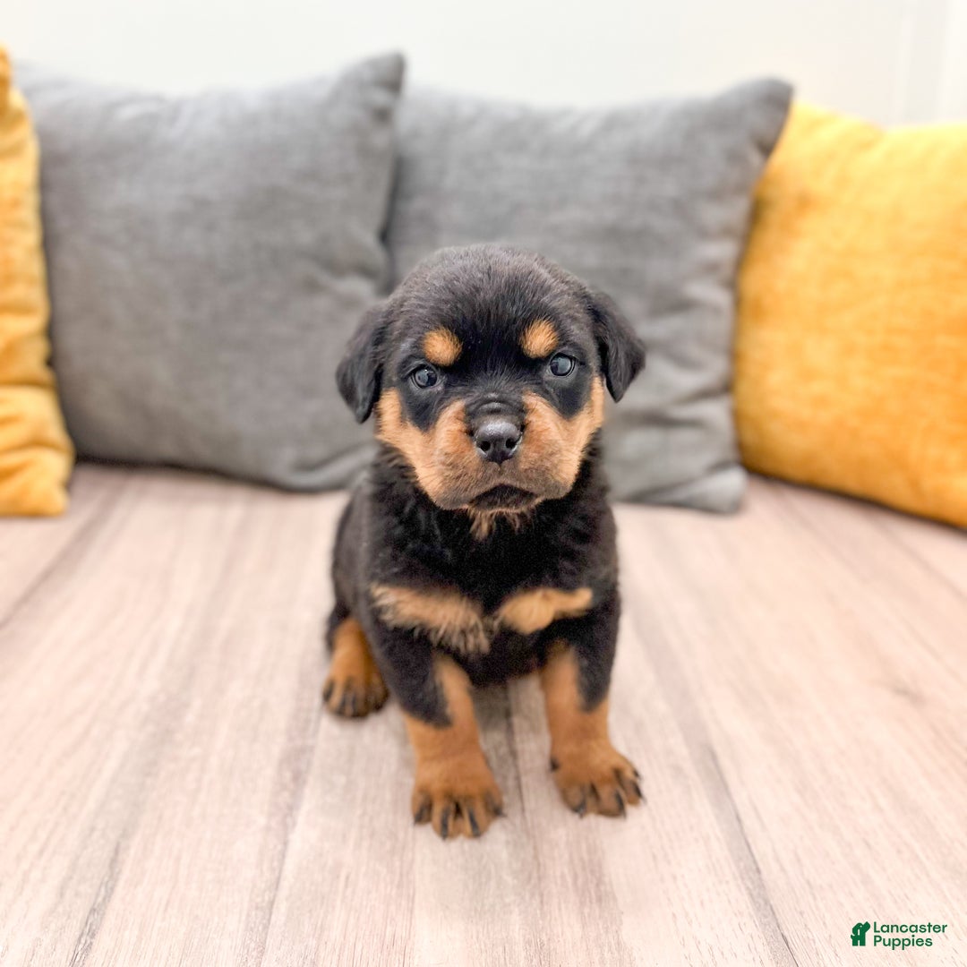 Rottweiler dogs for sale: Bear - Ad 6