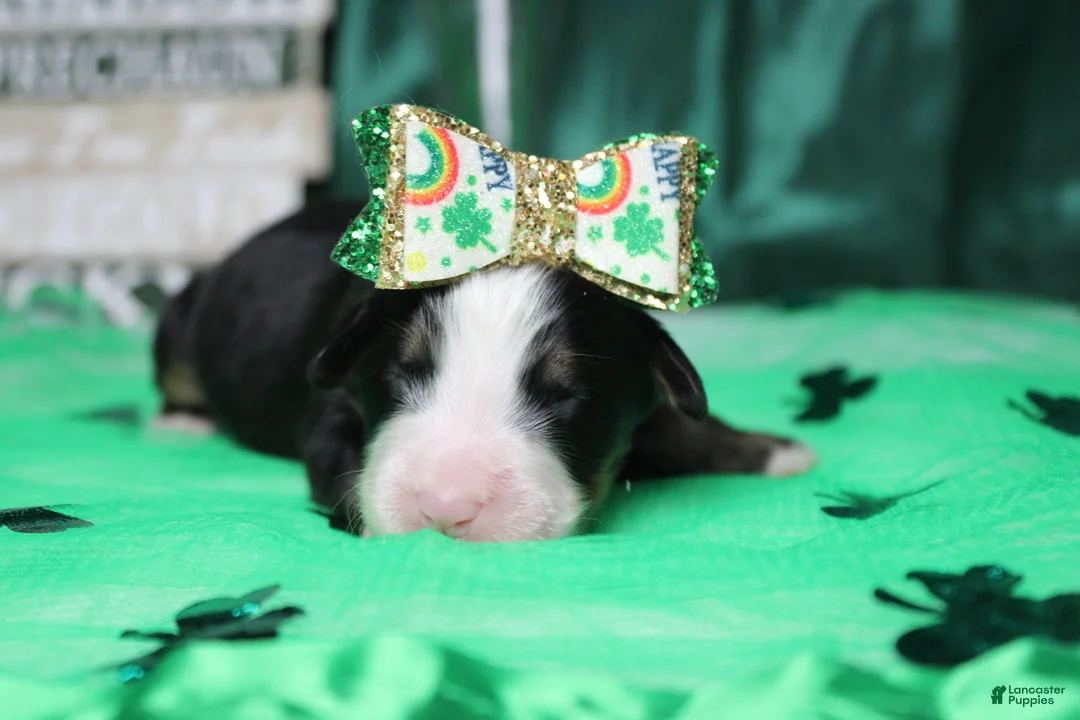 Bernese Mountain Dog dogs for sale: Sydney  - Ad 1