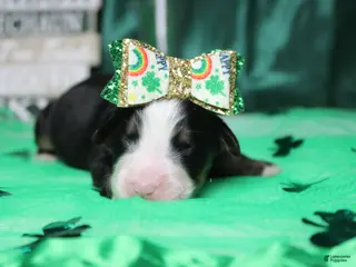 Bernese Mountain Dog dogs Sydney - Ad 4