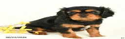 Cavalier King Charles Spaniel dogs for sale: Mandy - Ad 2