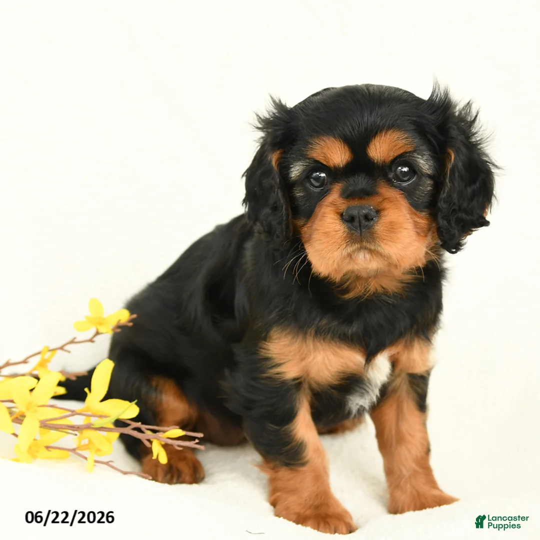 Cavalier King Charles Spaniel dogs for sale: Mandy - Ad 2