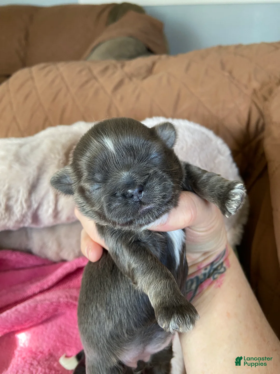Shih Tzu dogs for sale: Shih Tzu Puppy 4 - Ad 2