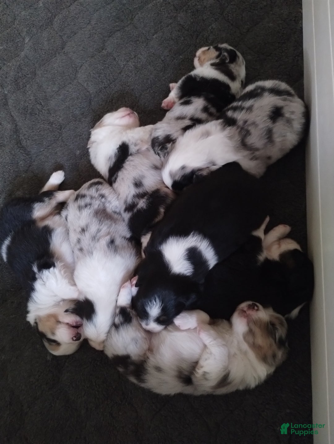 Miniature Australian Shepherd dogs for sale: Nickel - Ad 12