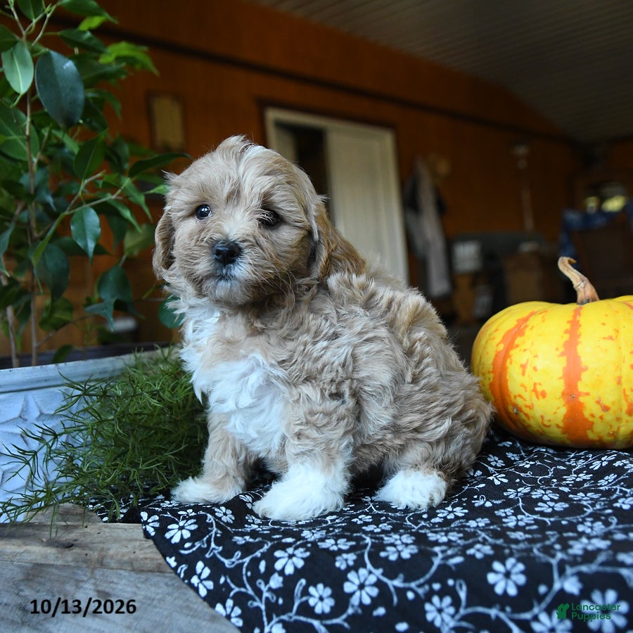 Maltipoo dogs Flopsy - Ad 2