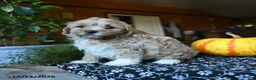 Maltipoo dogs for sale: Flopsy - Ad 2