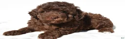 Miniature Poodle dogs for sale: Sasha - Ad 4