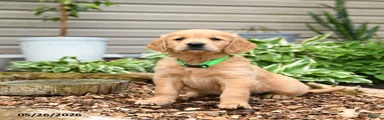 Gumpy