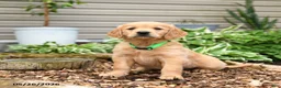 Golden Retriever dogs for sale: Gumpy - Ad 1