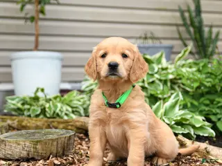 Golden Retriever dogs for sale: Gumpy - Ad 3
