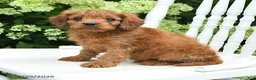 Cavapoo dogs for sale: Dash - Ad 3