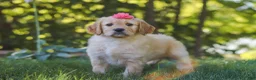 Mixed Breed dogs for sale: Jasmine - Ad 4
