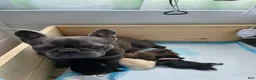 French Bulldog dogs for sale: Padme Amidala  - Ad 4