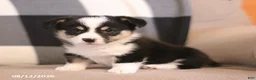 Welsh Corgi Pembroke dogs for sale: Petey - Ad 3